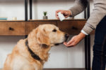 best joint supplement for dogs