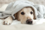 dog arthritis and cold weather