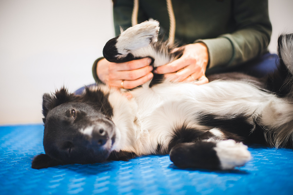 how to massage a dog with arthritis