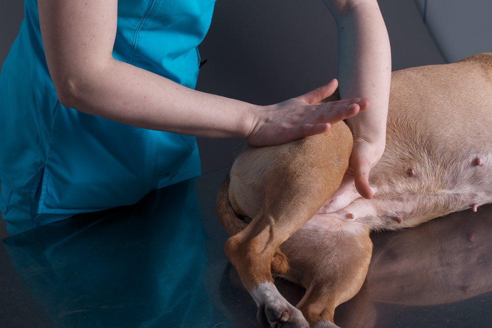 how to massage a dog with arthritis at home