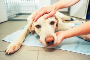 Joint Problems in Dogs and How To Address Them