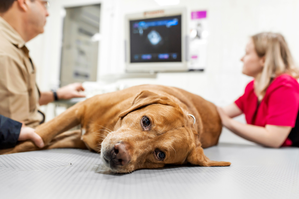 Joint Problems in Dogs and How To Address Them