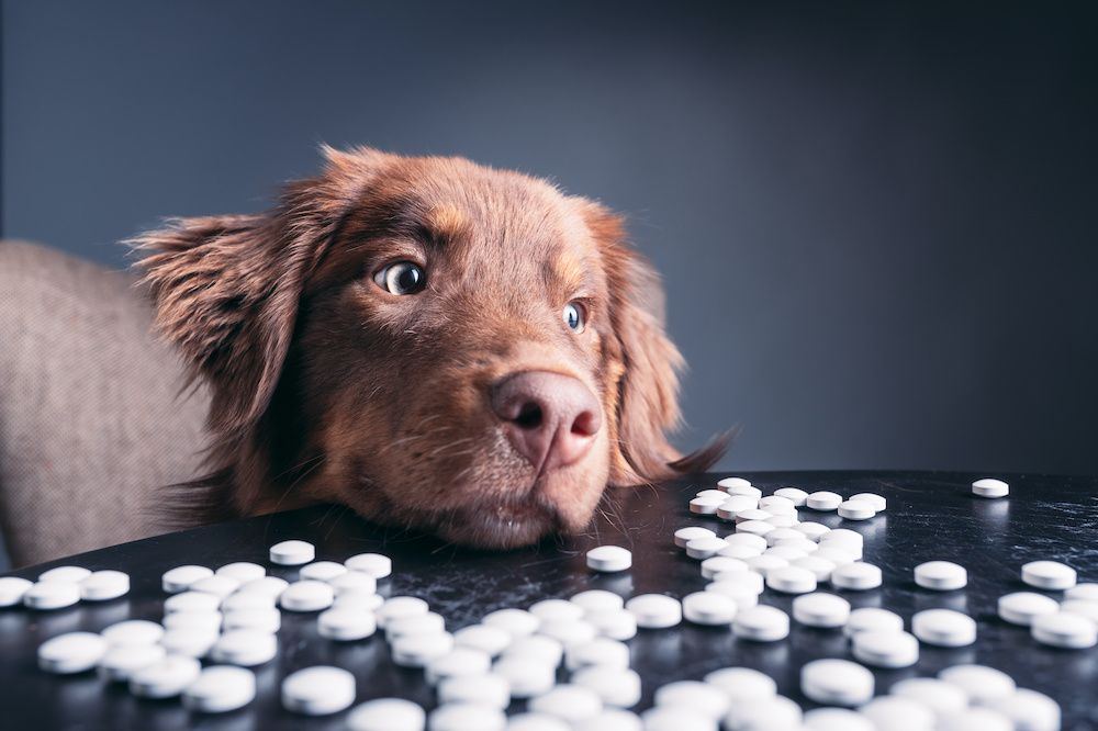 on what age should you give dogs joint supplements