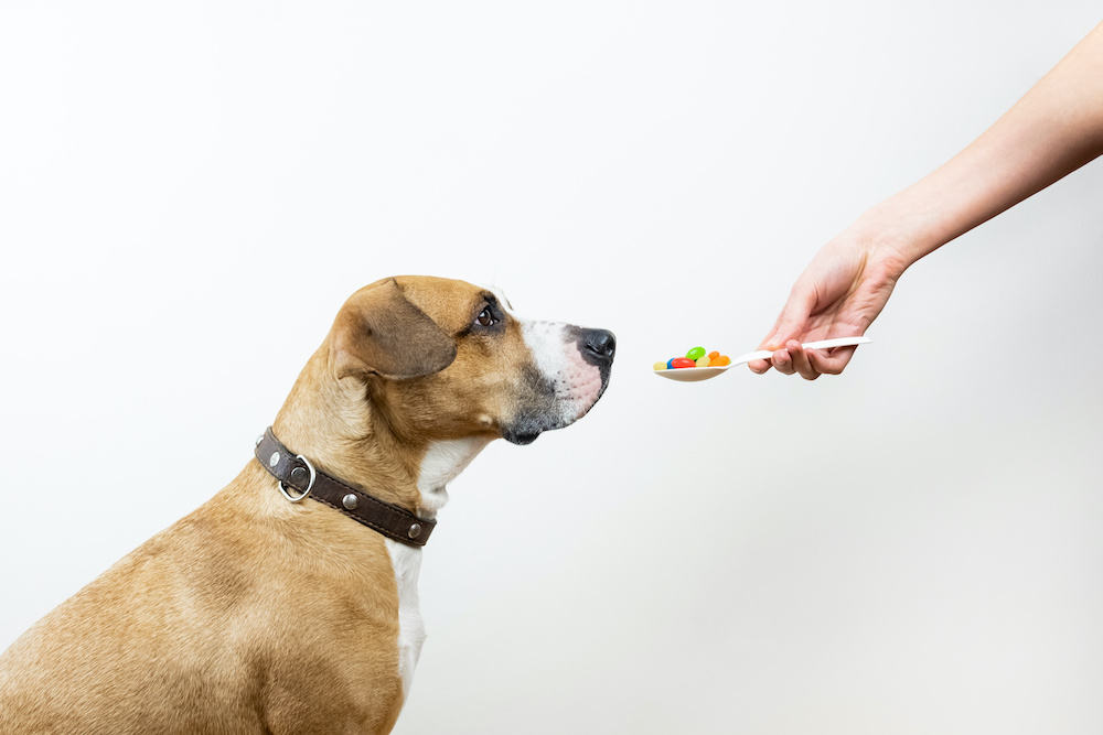 are joint supplements good for dogs