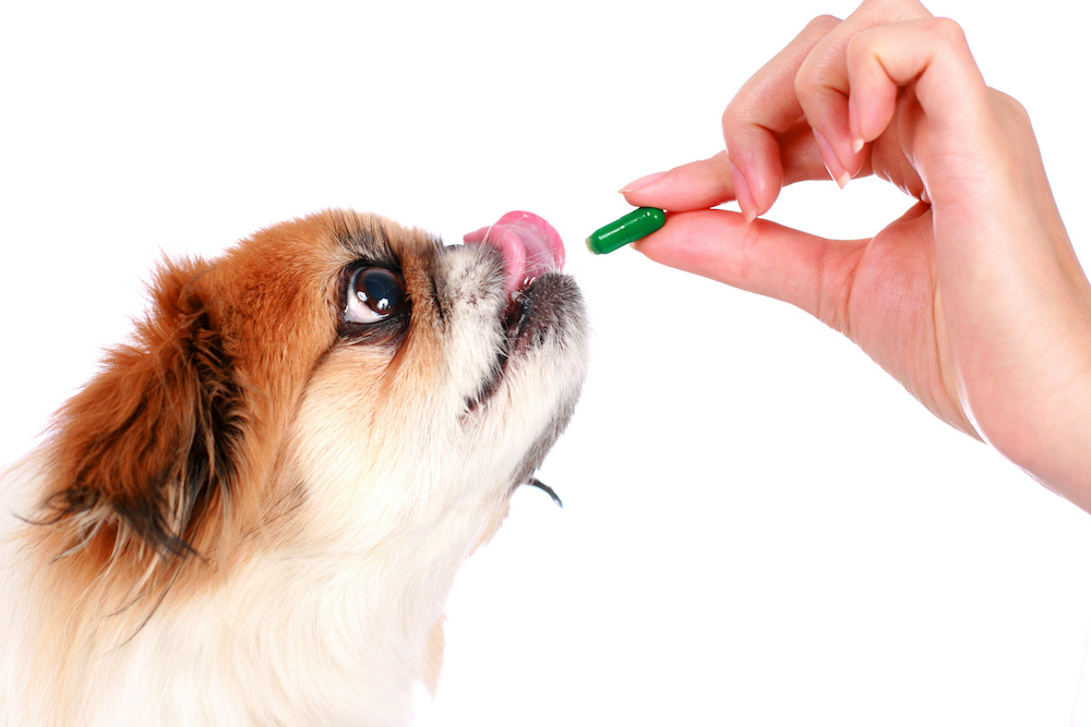 are joint supplements good for dogs and puppies