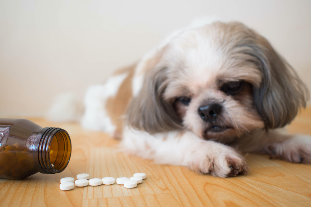 hip dysplasia supplements