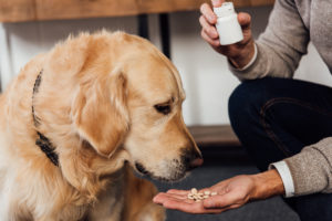 Side Effects of Dog Joint Supplements