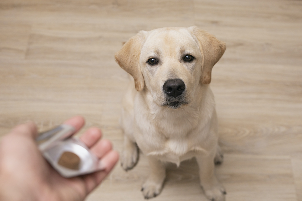 what are the side effects of dog joint supplements